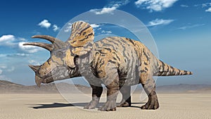 Triceratops, dinosaur reptile standing, prehistoric Jurassic animal in deserted nature environment, 3D render