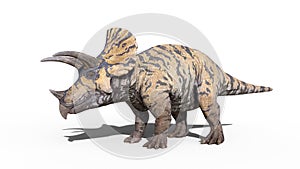 Triceratops, dinosaur reptile standing, prehistoric Jurassic animal isolated on white background, 3D illustration