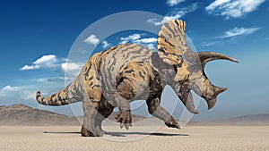 Triceratops, dinosaur reptile stomping, prehistoric Jurassic animal in deserted nature environment, 3D render