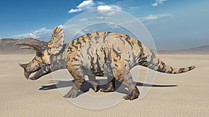 Triceratops, dinosaur reptile walking, prehistoric Jurassic animal in deserted nature environment, 3D render