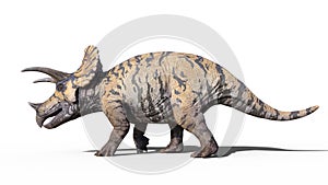 Triceratops, dinosaur reptile walking, prehistoric Jurassic animal isolated on white background, 3D illustration
