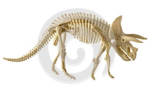 Triceratops dinosaur skeleton made of plastic isolated on white background