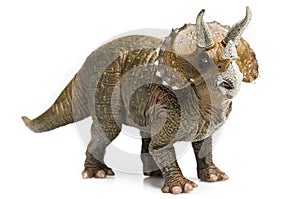 Triceratops