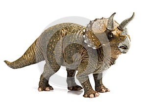 Triceratops