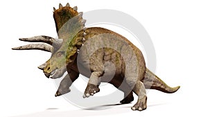 Triceratops horridus, attacking dinosaur isolated with shadow on white background