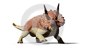 Triceratops horridus dinosaur 3d render isolated with shadow on white background