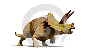 Triceratops horridus dinosaur 3d render isolated with shadow on white background