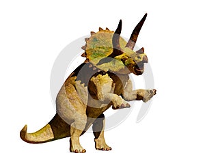 Triceratops horridus dinosaur in action 3d rendering isolated on white background