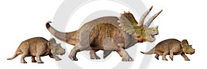 Triceratops horridus, dinosaur with babies, set of isolated on white background