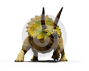 Triceratops horridus dinosaur, extinct prehistoric animal 3d render isolated with shadow on white background