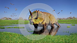 Triceratops horridus dinosaur and a flock of Pterosaurs from the Jurassic era eating water plants in beautiful landscape