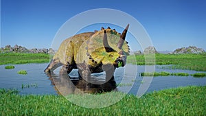 Triceratops horridus dinosaur from the Jurassic era eating water plants