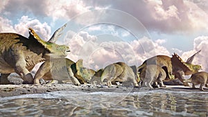 Triceratops horridus family, group of dinosaurs in beautiful landscape
