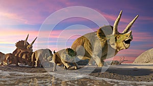 Triceratops horridus group, group of dinosaurs at the beach 3d science rendering banner