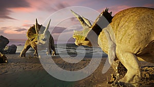 Triceratops horridus group, herd of dinosaurs enjoying the beach