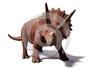 Triceratops horridus, lived between 66 and 68 million years ago 3d illustration isolated on white background