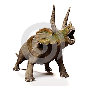 Triceratops horridus, screaming dinosaur isolated with shadow on white background