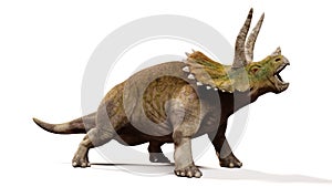 Triceratops horridus, screaming dinosaur isolated with shadow on white background