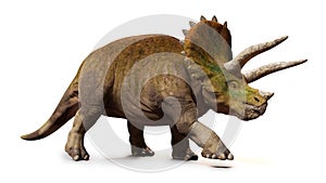 Triceratops horridus, walking dinosaur isolated with shadow on white background