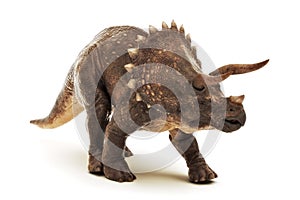 Triceratops Jurassic dinosaur reptile on a white background.