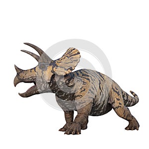 Triceratops large herbivorous dinosaur. 3D illustration isolated on white background