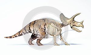 Triceratops morphing from skin to skeleton photo