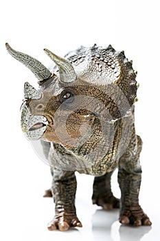 Triceratops plastic figurine in white background