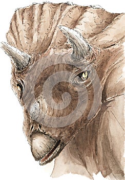 Triceratops portrait