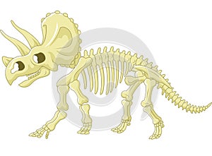 Triceratops skeleton photo