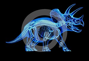 Triceratops skeleton x-ray  on black background