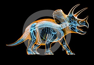 Triceratops skeleton x-ray  on black background