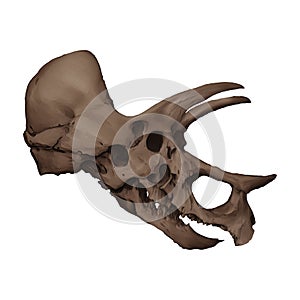 Triceratops Skull Cretaceous Epoch Dinosaur Fossil Isolated Transparent Background