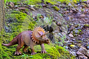 Triceratops walking on old moss with small shrub