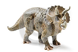Triceratops on white