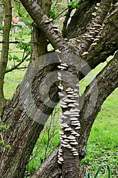 Trichaptum abietinum, Purplepore Bracket fungus, Norfolk Broads, England, UK