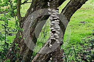 Trichaptum abietinum, Purplepore Bracket fungus, Norfolk Broads, England, UK