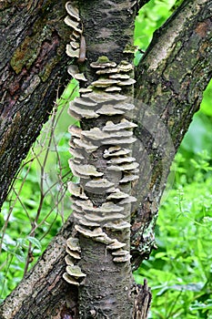 Trichaptum abietinum, Purplepore Bracket fungus, Norfolk Broads, England, UK