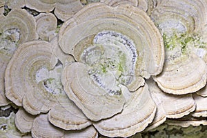 Trichaptum biforme, commonly known as the violet-pored bracket fungus, purple tooth, or violet toothed polypore photo