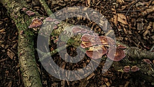 Trichaptum biforme On A Fallen Tree Branch