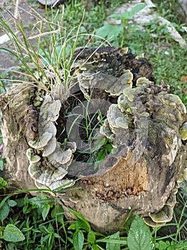 Trichaptum Biforme, ia voracious fungus decomposer of dead wood, hardwood stump, or logs