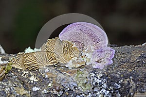 Trichaptum biforme and Schizophyllum commune two gorgeous mushrooms photographed in their natural environment