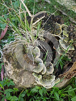 Trichaptum Biforme is a voracious fungus decomposer of dead wood, hardwood stump, or logs