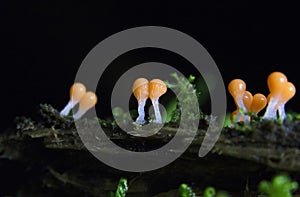 Trichia varia is a type of slime mold in the order Trichiida