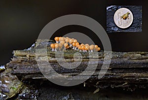 Trichia varia is a type of slime mold from the order Trichiida. Gorgeous, like some beads.