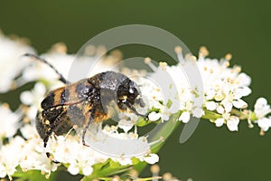 trichiidae insects on plant