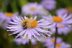 Trichius beetle on aster flower