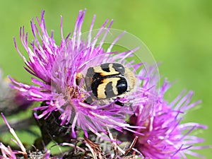 Trichius fasciatus black and yellow striped bee beetle mimic bumblebee