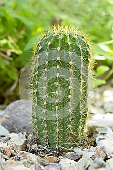 Trichocereus Grandiflorus Cactus