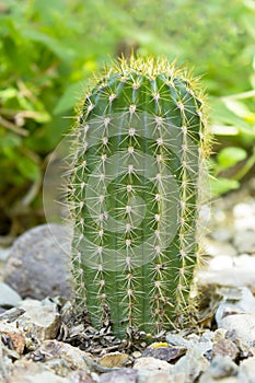 Trichocereus Grandiflorus Cactus photo