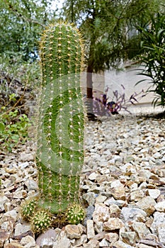 Trichocereus Grandiflorus Cactus photo